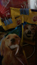 宝路狗磨牙棒狗零食 洁齿棒成犬狗狗通用犬金毛泰迪柯基 75g*15包 实拍图