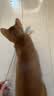 灵宠物语逗猫棒猫玩具自嗨猫咪玩具宠物磨牙幼小猫自嗨神器逗猫玩具4只装 实拍图