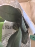欧悟 蝴蝶兰花苗盆栽室内观花植物桌面阳台年宵花卉四季开花绿植花卉 紫蝶蝴蝶兰+透明原盆+原土 实拍图