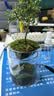 丘辰苔藓微景观生态瓶DIY办公室内桌面绿植摆件造景花卉盆栽生日礼物 有光青年（小夜灯） 晒单实拍图