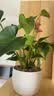 花翁红掌盆栽鸿运当头绿植室内桌面植物耐阴年宵花卉净化空气源头直发 实拍图
