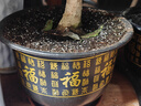 德沃多硫酸亚铁500g植物通用型花肥料杜鹃养花铁肥月季茉莉发财树颗粒 实拍图