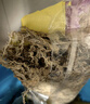 史丹利特级干水苔150g 蝴蝶兰专用营养土兰花文心兰干苔藓爬宠乌龟垫材 实拍图