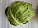 山东新鲜甘蓝包菜卷心菜圆白菜新鲜嫩绿莲花白现摘现发早餐减脂 新鲜包菜 4.6斤净重 人工挑拣 实拍图