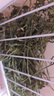 喜帅烘干紫花苜蓿草 幼兔兔粮牧草干草龙猫荷兰猪磨牙饲料净重750g 实拍图