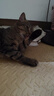 海洋之星低温烘焙猫粮真鲜肉幼猫成猫粮1kg（九珍草莓鸡肉配方） 实拍图