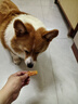 麦富迪狗狗零食 奢华营养鸡肉干400g成幼犬磨牙训练奖励解馋宠物零食 实拍图