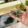 福茗源 茶叶白茶 福鼎白茶寿眉 2016年陈香浓香老白茶叶一饼一泡盒装30g 实拍图