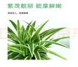 行湘水培绿植盆栽桌面花卉盆景 金边吊兰+波斯蕨（早安盆）源头直发 实拍图