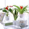行湘水培绿植盆栽桌面花卉盆景 金边吊兰+波斯蕨（早安盆）源头直发 实拍图