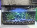 疯狂水草天然贝壳海螺适配小米鱼缸造景水族箱全套布景海星装饰生态摆件 溪流缸造景套餐（适合40-50cm鱼缸） 实拍图
