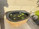 疯狂水草浮萍水草植物直接入缸养鱼水草古法鱼缸造景套装2源头直发包邮 实拍图