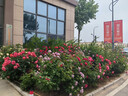 妙洁 免刀撕点断式保鲜膜 经济装大碗*160米 食品级大卷冰箱微波炉用 实拍图