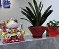 吉猫堂招财猫摆件开业大号自动摇手店铺前台家居客厅装饰发财猫送礼礼品 32CM高【龙鱼招财X生意兴隆】摇手猫 【礼盒+坐垫+围脖】电池插电两用 实拍图
