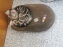 【京东物流】猫抓板磨爪猫窝一体耐磨不掉屑超大号猫玩具猫咪用品 椭圆巨无霸+猫薄荷 实拍图