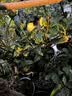 花翁海棠花盆栽树苗重瓣长寿冠盆景老桩庭院阳台绿植室内花卉源头直发 实拍图