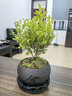 八芽 小叶赤楠盆景摆件室内绿植花卉盆栽老桩客厅办公室桌面好养植物 （【热销款】舍得紫砂盆赤楠+苔藓+底座） 实拍图