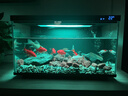 派乐特鱼缸滤材水族箱底砂龟多肉装饰造景摆件增色降酸水质火山石岩1kg 实拍图