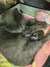 麦德氏猫咪专用羊奶粉200g 幼猫奶粉成猫羊奶粉新生猫咪宠物羊奶粉 猫咪专用羊奶粉 实拍图