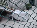 轩沁轩香电动车车衣车罩摩托车防晒防雨罩电瓶车防尘罩踏板自行车雨衣盖布 L适用车长【1.75m-2m】 实拍图