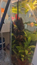 日胜（RS）鱼缸加热棒石英玻璃款100W 安全精准温控 自动恒温加热器 实拍图