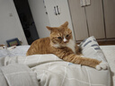 皇家室内成猫粮 I27 通用粮 12月以上 2KG【皇家预售付定金享优惠】 实拍图
