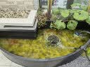 森森（SUNSUN）鱼缸过滤器外置过滤桶水泵水族箱净水循环系统 【杀菌款带滤材/1.2米以上】26W 5层排污 实拍图
