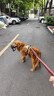 嬉皮狗狗狗牵引绳大型犬胸背带背心式防爆冲遛狗绳子 XL码 建议46-90斤 实拍图