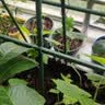 九千谷 爬藤架室外庭院花架种菜架子葡萄攀爬支撑架子  管径11mm7079 实拍图