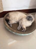 疯狂的主人 猫抓板窝超大号猫玩具猫爪板猫抓盆不掉屑猫窝碗形圆形瓦楞纸 实拍图