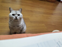 皇家成猫猫粮 肠道舒适 EP42通用粮12月以上2KG 实拍图
