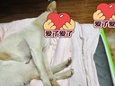皇家狗粮 幼犬狗粮 犬粮 通用犬型 A3 通用粮 2-12月 8KG 实拍图