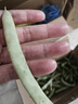 农家四季豆新鲜现摘云南长扁豆角农家应当季蔬菜芸豆现摘菜豆 新鲜四季豆2斤带箱 实拍图