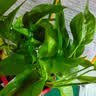 京东绿植绿萝盆栽除甲醛花卉绿植办公室新房净化空气 120款10盆源头直发 实拍图