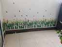 吉朵芸3D立体玄关楼梯PVC腰线贴墙贴遮丑装饰画踢脚线贴画自粘玻璃贴纸 长172厘米*高26厘米【爱玫瑰】 ,买多件可以自由拼接 实拍图