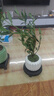 八芽小叶栀子花盆栽开花植物室内桌面茶几好养花卉绿植办公室净化空气 小叶栀子花-陶瓷竖纹盆-密胺托 带盆栽好 实拍图
