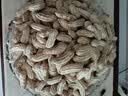 【精品大粒】云南新鲜七彩花生手工挑选带皮湿花生水果新鲜蔬菜 4斤-净重 实拍图