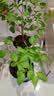 奥美优花盆塑料家用多肉种植盆栽花卉绿植树脂透气防烂根带托盘一体加厚 实拍图