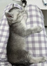 麦德氏猫咪专用羊奶粉200g 幼猫奶粉成猫羊奶粉新生猫咪宠物羊奶粉 猫咪专用羊奶粉 实拍图