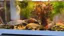 阔庭（KUOTING）缸水族箱生态桌面鱼缸新款懒人鱼缸生态造景过滤制氧一体机白色 实拍图