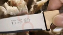 水果刀家用便携蒙古吃肉小刀锋利高硬度手把肉专用刀户外露营削皮 红色 1把 实拍图