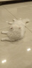 喵铮铮【新品试吃】高鲜肉全价主食猫条鸽肉兔肉营养湿粮补水罐头猫零食 高鲜肉猫条&新疆虹鳟三文鱼 12g*5根 实拍图