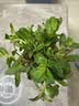 花翁薄荷盆栽可食用水培柠檬薄荷叶好养迷迭香苗植物室内绿植源头直发 实拍图