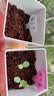 IAM City Farmer六一儿童节礼物矮向日葵儿童种植小盆栽种子幼儿园绿植观察10095 实拍图
