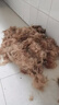 志高（CHIGO）宠物剃毛器狗狗电推剪理发器电推子剃毛刀美容造型宠物猫咪剃毛器F1198 实拍图