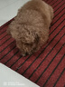 宝路狗磨牙棒狗零食 洁齿棒成犬狗狗通用犬金毛泰迪柯基 75g*3包 实拍图
