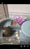 憨憨宠 乌龟缸专用 鱼缸带晒台大号生态养龟缸乌龟爬宠饲养箱养乌龟盆 中号带花洒尊享套餐35*23.5*18CM 实拍图