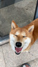 多尼斯（DOGNESS）狗狗牵引绳遛狗绳狗链子大中小型犬泰迪防爆冲宠物金毛边牧 黑M 实拍图