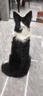 疯狂小狗冻干夹心狗粮中大小型成幼犬通用10kg鸡肉益生元20斤【宠物金选】 实拍图