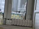 蒙牛【新鲜日期】特仑苏纯牛奶250ml*16盒 家庭早餐 送礼盒装 实拍图